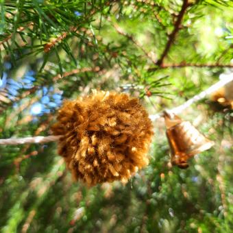 Pompom Garland